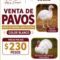 TENANGO MAYO